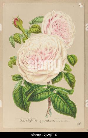 Branche de rose `soeur des anges`; feuille d'un herbier. Stroobant, fils (Gandawa ; zakład litograficzny ; fl. Ca 1850-1885), atelier de lithographie, Stroobant, Louis Constantin (1814-1872), graphiste, Stroobant, P. (fl. Ca 1850-1885), dessinateur, dessinateur, dessinateur, Verschaffelt, Ambroise (1825-1886), éditeur Banque D'Images