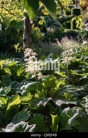 Rodgersia podophylla (feuille de bronze de Rodgers) floraison au-dessus du feuillage, jardin Banque D'Images