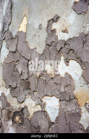 Couleur de l'écorce sycomore américain. Texture à pois de sycomore d'écorce, plein cadre, arrière-plan abstrait. Gros plan. Copier l'espace. Mise au point sélective. Banque D'Images