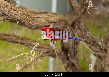 Perroquet de rosella pourpre australien assis sur une branche d'arbre à thé Banque D'Images