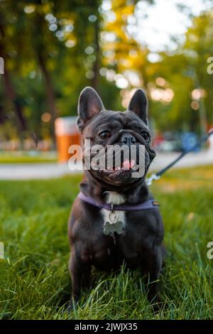 le chien de taureau français pur-sang a obéi à l'ordre de s'asseoir dans le parc sur la pelouse Banque D'Images