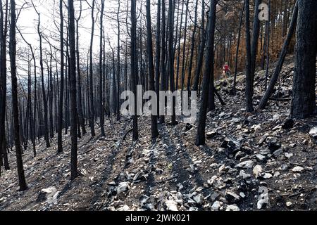 Femme cycliste regardant la forêt brûlée après le plus grand feu de forêt de l'histoire de la Slovénie, en Europe Banque D'Images