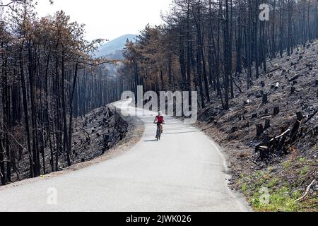 Femme cycliste à vélo dans la forêt brûlée après le plus grand incendie de forêt de l'histoire de la Slovénie, en Europe Banque D'Images