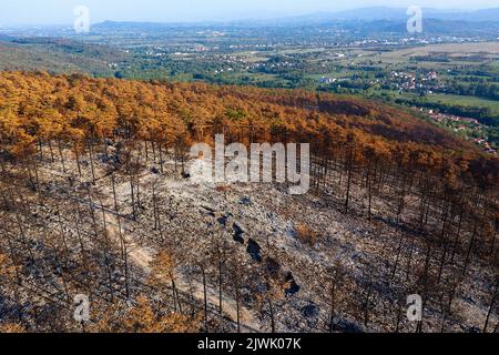 Vue aérienne d'une forêt brûlée après le plus grand feu de forêt de l'histoire de la slovénie, en Europe Banque D'Images