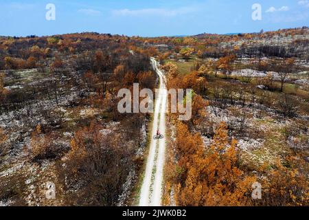 Femme cycliste sur une route qui traverse une forêt brûlée après le plus grand feu de forêt de l'histoire de la slovénie, en europe Banque D'Images