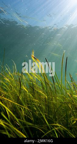 Habitat de la mer (marina de Zostera) au soleil, Porthdinllaen, pays de Galles Banque D'Images