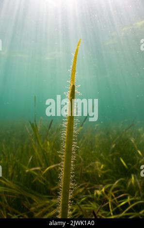 Lumière du soleil sur la feuille d'herbes marines (marina de Zostera) à Porthdinllaen, pays de Galles Banque D'Images