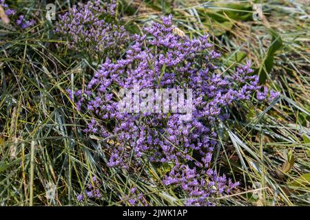 La lavande commune de mer aussi appelée Limonium vulgare ou Strandflieder Banque D'Images