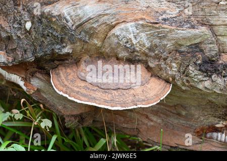Le champignon du support de l'artiste - Ganoderma applanatum Banque D'Images