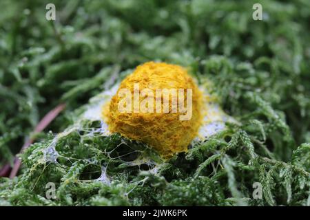 Moule à chaux jaune - Fuligo septica Banque D'Images