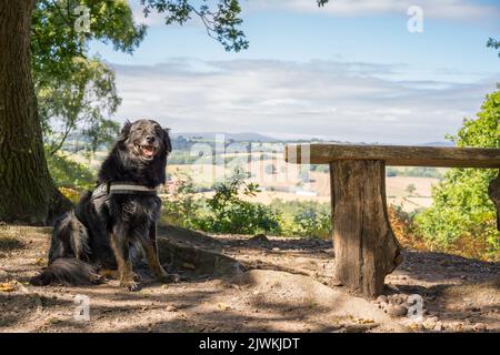 Frontière obéissante collie / Berger allemand chien croisé assis isolé sous l'ombre d'un arbre lors d'une promenade en campagne. Banque D'Images