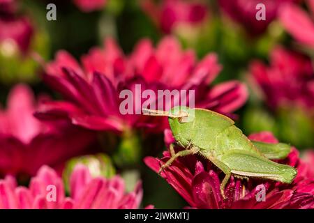 Cabas à ailes courtes - Dichromorpha viridis Banque D'Images