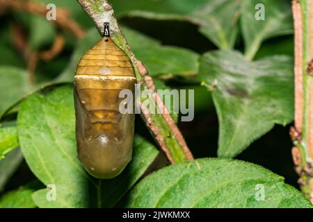 Monarch Chrysalis infecté par le virus de la polyhédrose nucléaire Banque D'Images