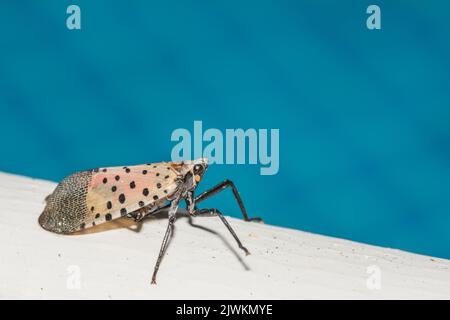 Lanternfly à pois près d'une piscine dans le New Jersey Banque D'Images