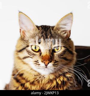 Beau chat gris domestique avec des yeux jaunes sur fond blanc. Animal pose pour un photographe Banque D'Images