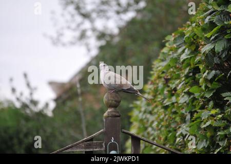 Gros plan de Collard Dove. Plumes gris brun Pinky. Gros plan d'un oiseau assis sur une clôture. Banque D'Images