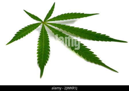 feuille de cannabis verte isolée sur fond blanc Banque D'Images