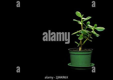 Image d'une plante à la maison Crassula dans un pot sur fond noir Banque D'Images