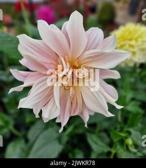 Dahlia, café au lait Banque D'Images