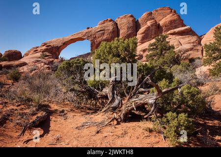 Un ancien genièvre torsadé devant Skyline Arch, une arche de grès Entrada Arches National Park, Moab, Utah. Banque D'Images