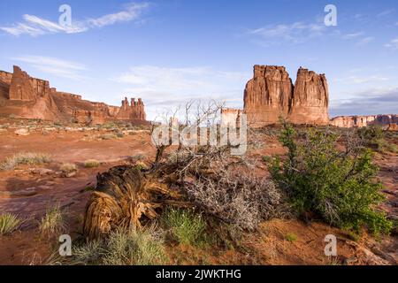 Un genièvre torsadé devant les Gossips et l'orgue dans les tours du palais de justice, parc national d'Arches, Moab, Utah. Banque D'Images