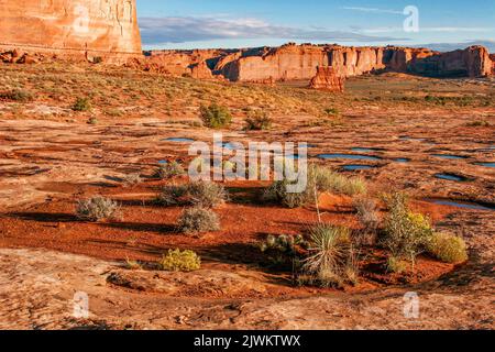 Végétation du désert dans un ancien nid de poule dans le grès Navajo à Arches NP, Utah. La Grande Muraille est derrière. Banque D'Images