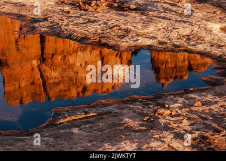 L'orgue, un monolithe de grès dans les tours du palais de justice, se reflète dans un pothole d'eau de pluie dans le parc national d'Arches, Moab, Utah. Banque D'Images