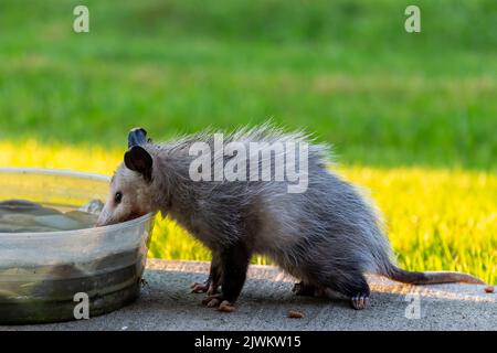 La Virginia opossum (Didelphis virginiana). Cette année, le cub plus âgé est venu boire à l'habitation humaine. Banque D'Images