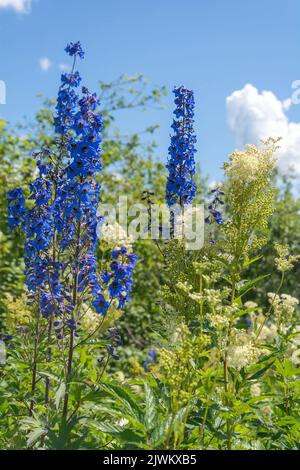 Buissons hautes en fleur de limwsweet de larkspur en plein été Banque D'Images