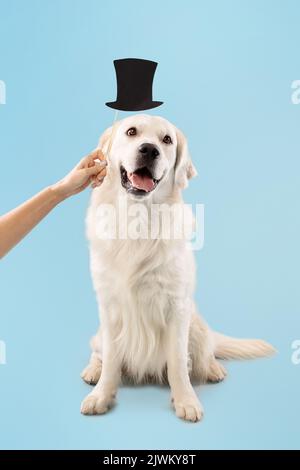 Adorable retriever d'or posant avec un chapeau, propriétaire tenant le bâton à la main au-dessus de la tête de l'animal, chien posant sur fond bleu Banque D'Images