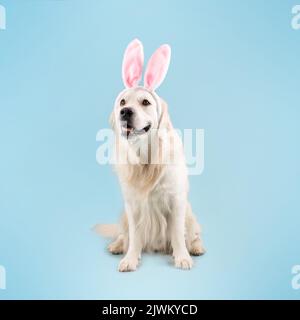 Joyeux chien Golden Retriever mignon portant des oreilles de lapin, souriant, assis sur le sol isolé sur fond bleu studio Banque D'Images