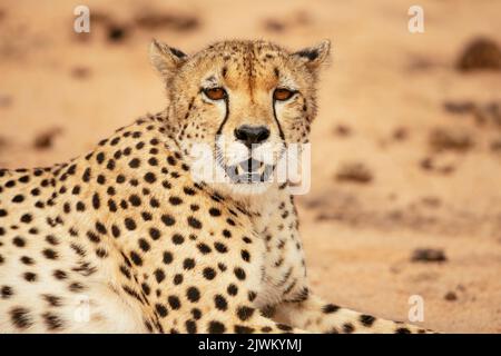 Cheetah, réserve naturelle privée de Timbavati, Parc national Kruger, Afrique du Sud Banque D'Images