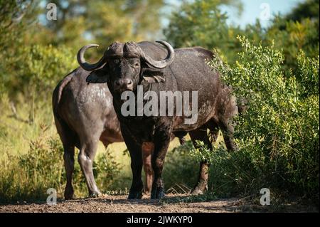 Cape buffalos, réserve naturelle privée de Timbavati, Parc national Kruger, Afrique du Sud Banque D'Images