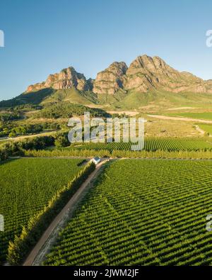 Vue aérienne des vignobles de vin près de Franschhoek, Cap occidental, Afrique du Sud Banque D'Images