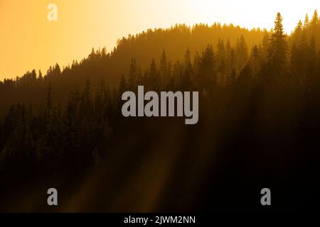 Tard dans la soirée ou tôt le matin, la lumière du soleil dorée traverse les pins sur le flanc de la montagne Banque D'Images