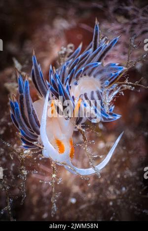 Flabellina dans la mer méditerranée, Iles Medes, Espagne Banque D'Images