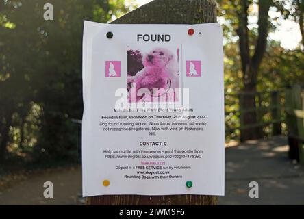 affiche doglost concernant un chien trouvé, un bichon frise mâle décrit comme blanc mais apparaissant comme rose sur l'affiche, à ham, surrey, angleterre Banque D'Images