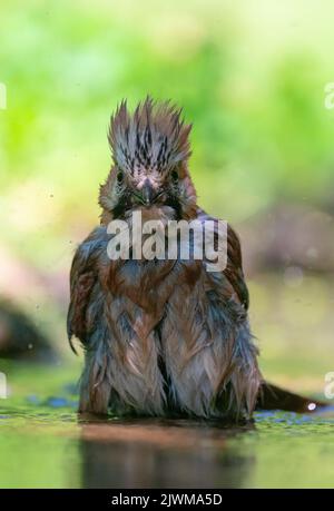 Jay, Garrulus glandarius, oiseau unique dans l'eau, Italie Banque D'Images