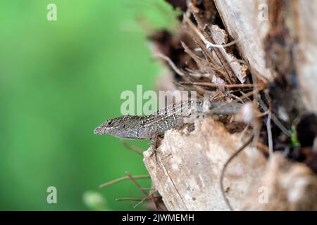 Macro gros plan du réchauffement de lézard soufflé seul au soleil d'été. Anolis sagrei petit reptile dans la Floride États-Unis Banque D'Images