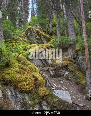Ancien plancher forestier de croissance dans le parc national Kootenay, Colombie-Britannique, Canada Banque D'Images
