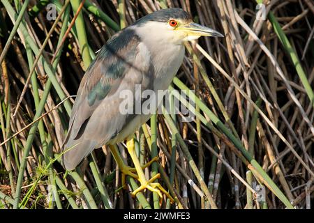 Un petit lanterne debout sur les roseaux au bord de l'eau attendant que le poisson apparaisse. Banque D'Images