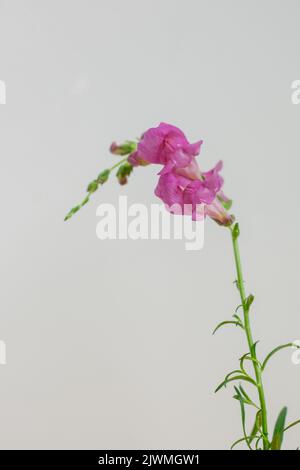 Tige de fleur rose Snapdragon sur fond blanc Banque D'Images