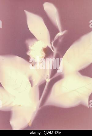 Fleurs Gardenia minimalistes magenta et blanc Banque D'Images