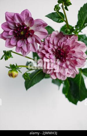 Une paire de fleurs de Dahlia violet sur fond blanc Banque D'Images