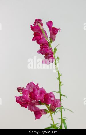 Tige de fleur rose Snapdragon sur fond blanc Banque D'Images