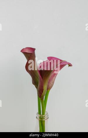 Calla Lily fleuriste sur fond de blanc Banque D'Images