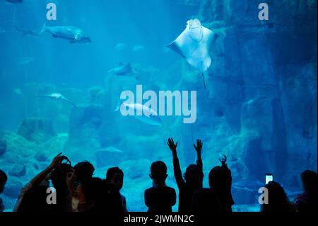 Les gens regardent la vie sous-marine dans l'aquarium. Beaucoup de poissons dans l'eau bleue avec silhouette de personnes Banque D'Images