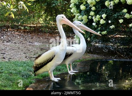 Deux pélicans australiens au bord d'un lac. Banque D'Images