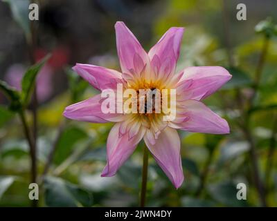 Abeille sur belle fleur de Dahlia 'Fancy Pants' cultivé dans une frontière de plante élevée. Banque D'Images