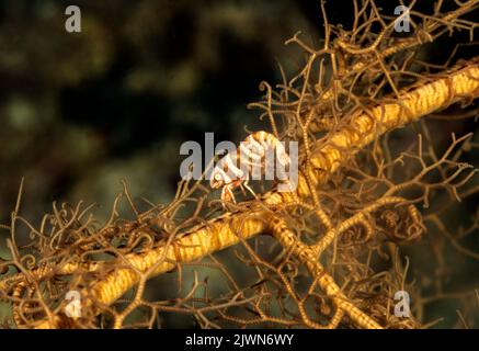 Crevettes commensales, Periclilènes lanipes, vivant dans un panier d'étoiles de mer, Raja Ampat Indonésie. Banque D'Images